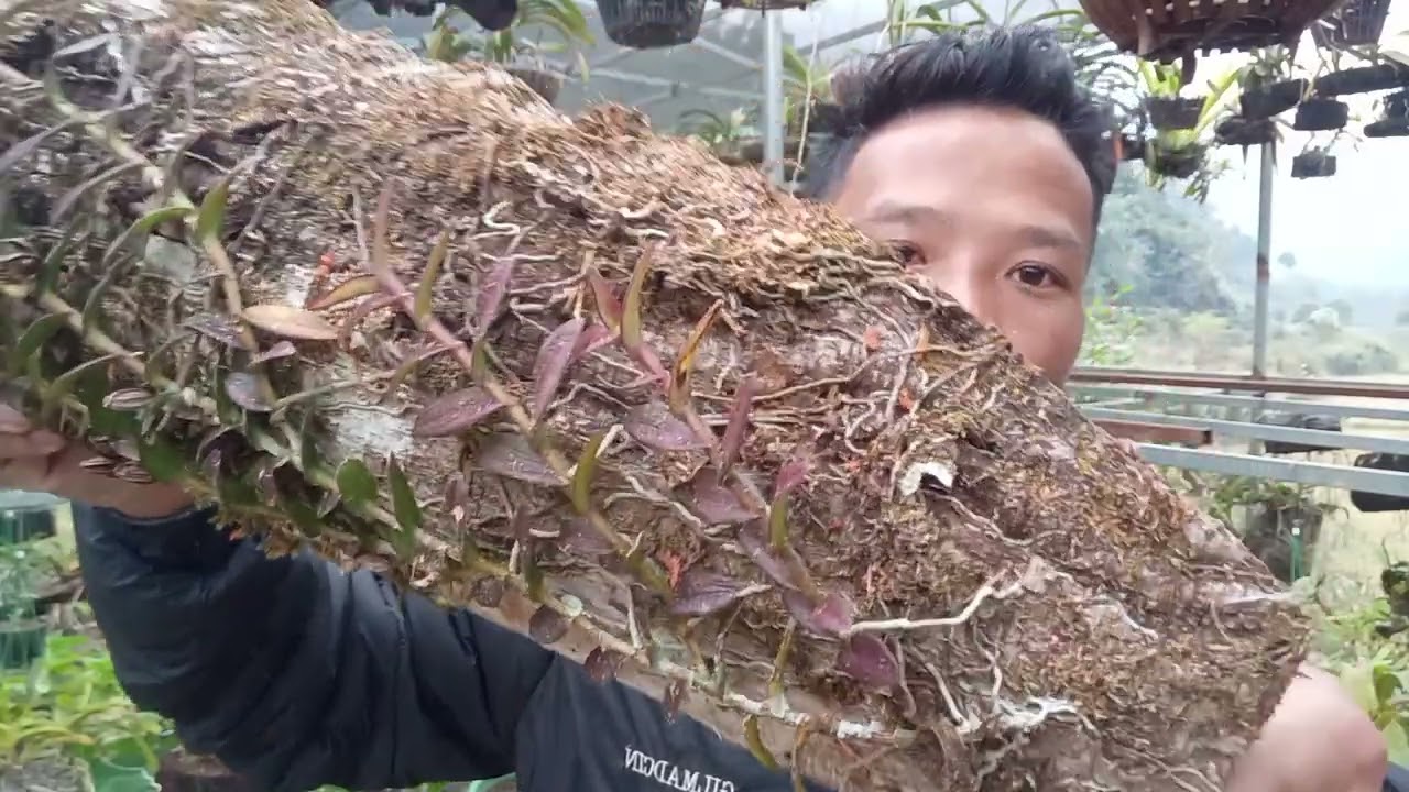 27/12 Zalo 0822681162 a thái bán lan rừng thuần đẹp rẻ như chồn, TBS, cáo, đùi gà tròn 
