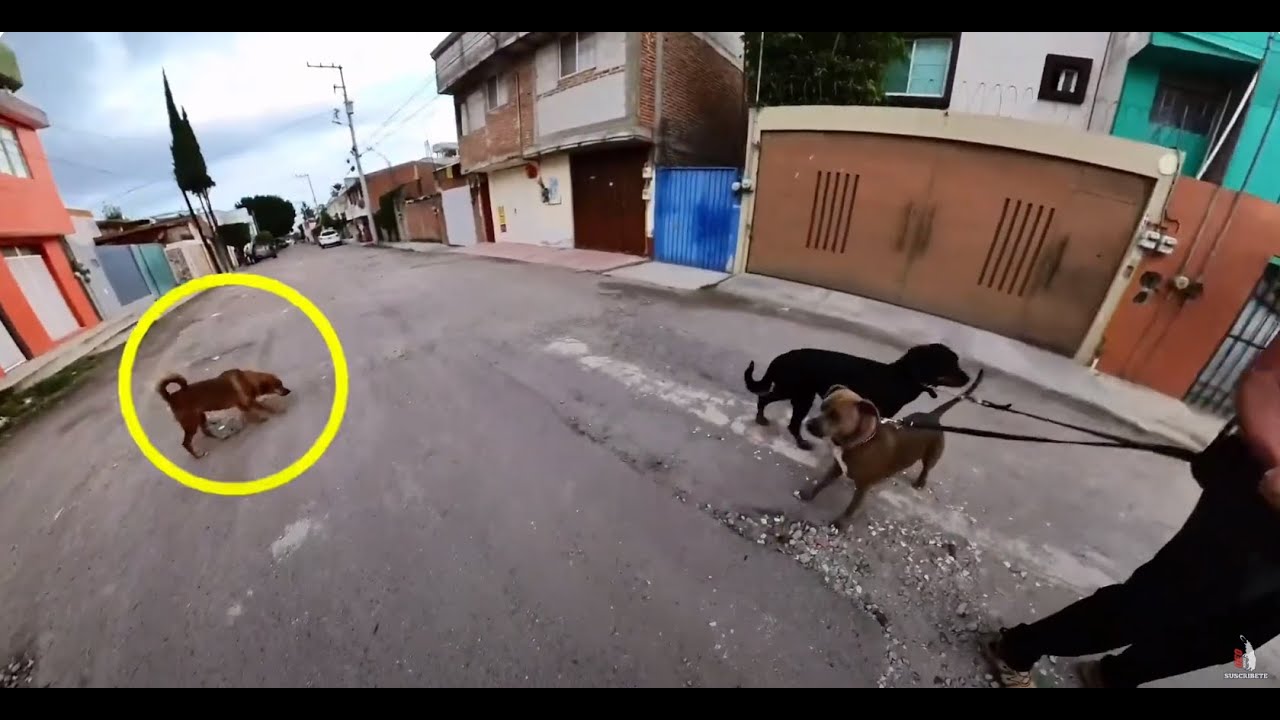 SACANDO A PASEAR A ROTTWEILER Y PITBULL JUNTOS DE VERDAD SON AGRESIVOS?