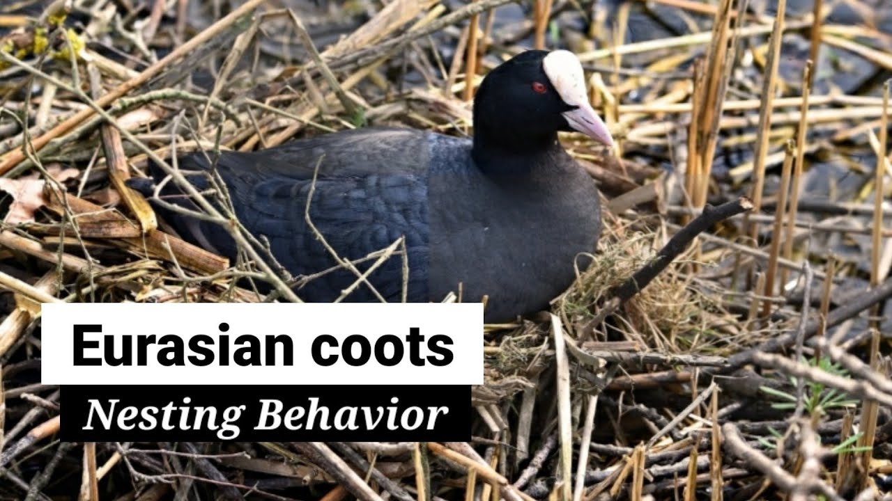 2 #Common_coot_nesting_behavior #Foulque_macroule #Blässhuhn #Focha_común #Eurasian_Coot