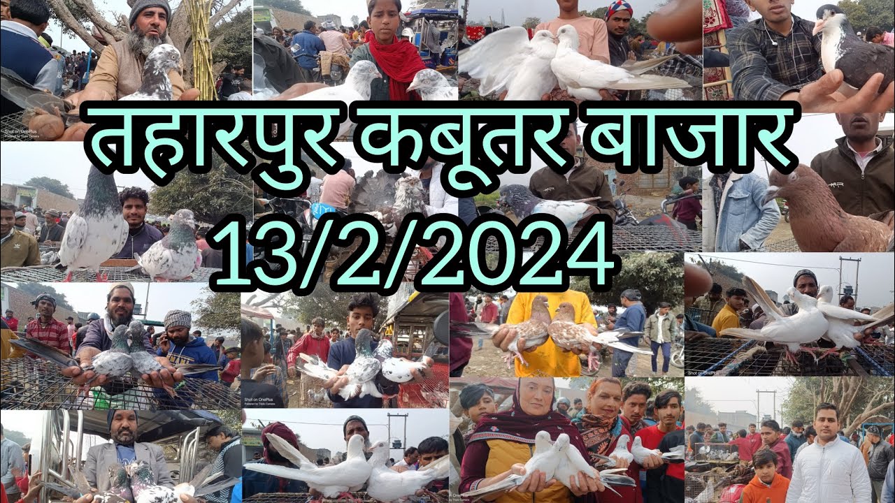 Tharpur kabutar market Moradabad 13/2/2024
