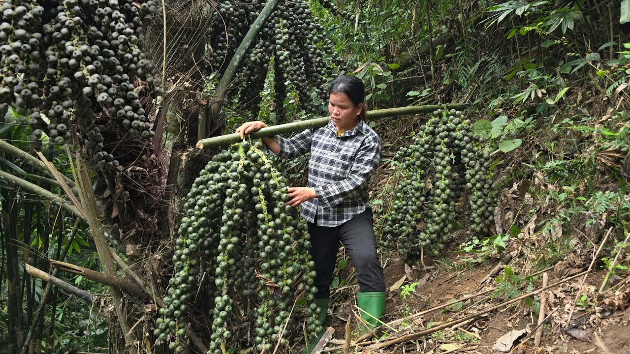 Harvesting Foreste Fruits Goes to the market sell, Gardening /Triệu Ghển