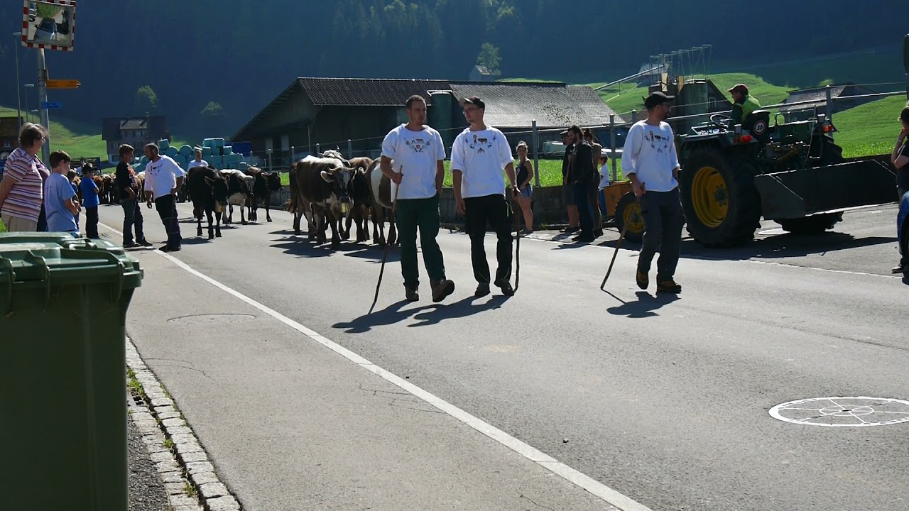 Alpabfahrt Wägital SZ - Schwiialp 2021