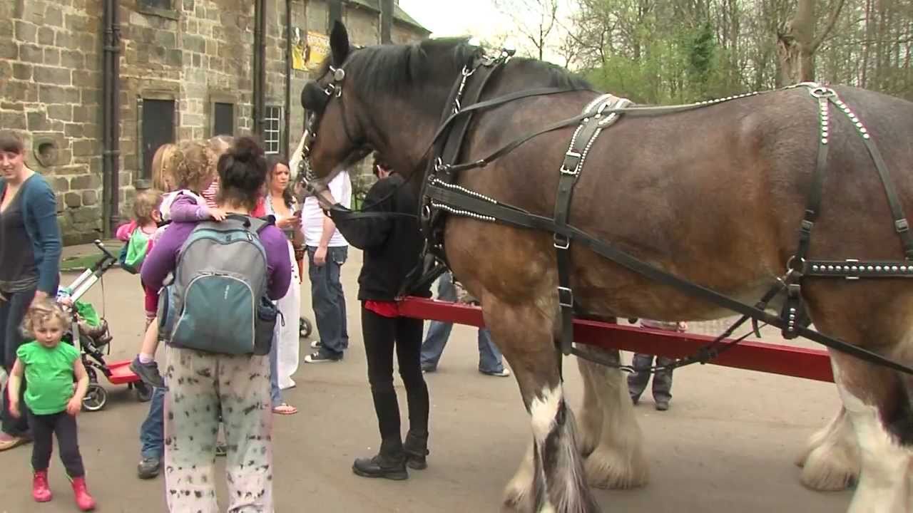 Our rehomed horses - Baron the Clydesdale's Story
