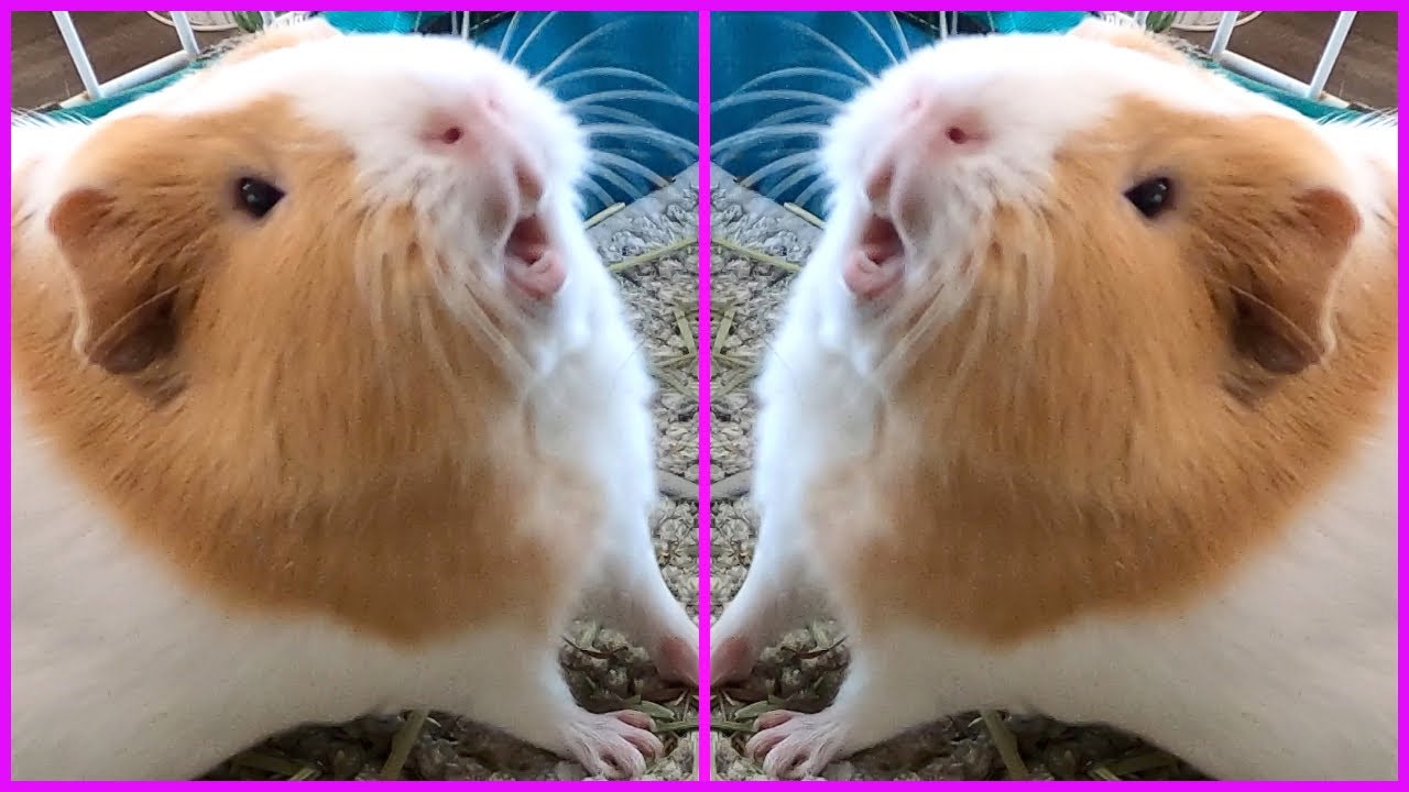 Best guinea pig noises of the wheek! (2021 Week 26)
