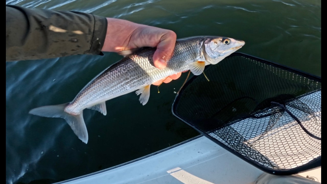 WIDE OPEN Bonefish in San Diego | Ultralight Fishing San Diego Bay