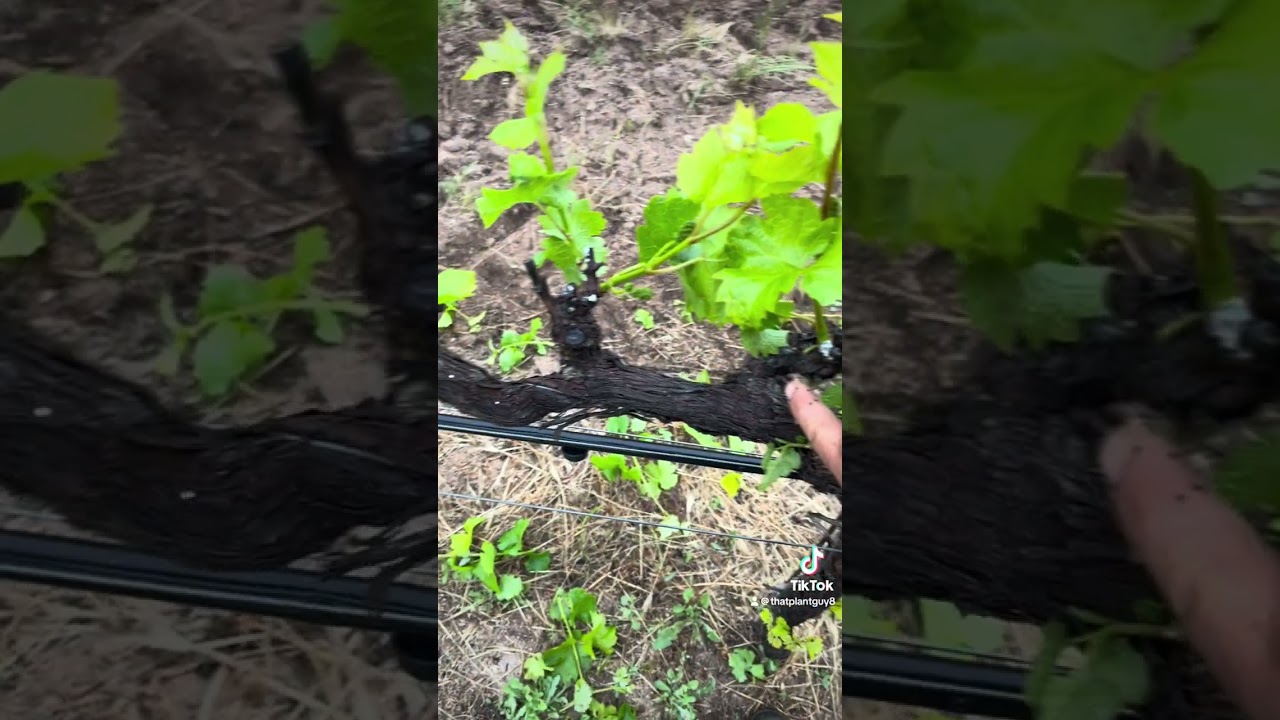 Shoot thinning