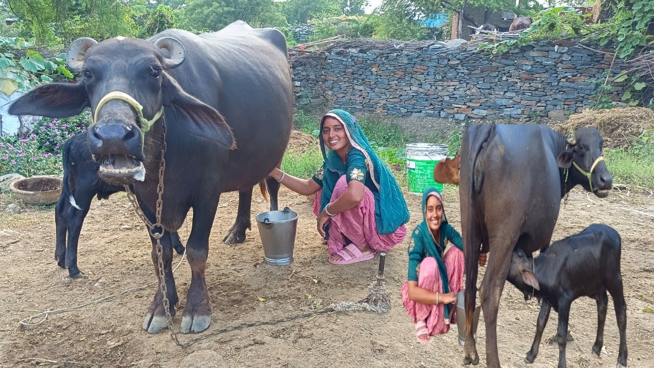 live milking राजस्थान की देशी नस्ल की भैंस  14लीटर दुध देने वाली#buffalo #priyanka dinu dairy farm