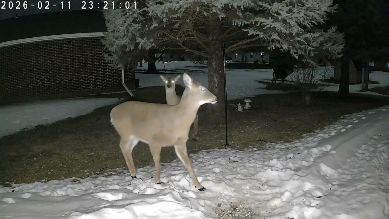 Deer Feb 11 2026
