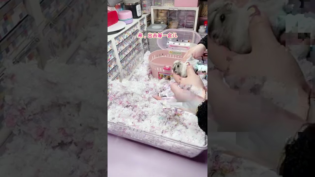 【仓鼠】【打扫笼子】洗洗笼子聊聊天，看完记得调好闹钟准备上班 #joyce仓鼠 #养鼠日常分享