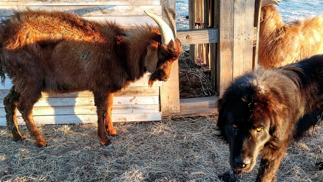 Sick Goat: Basic Assessment