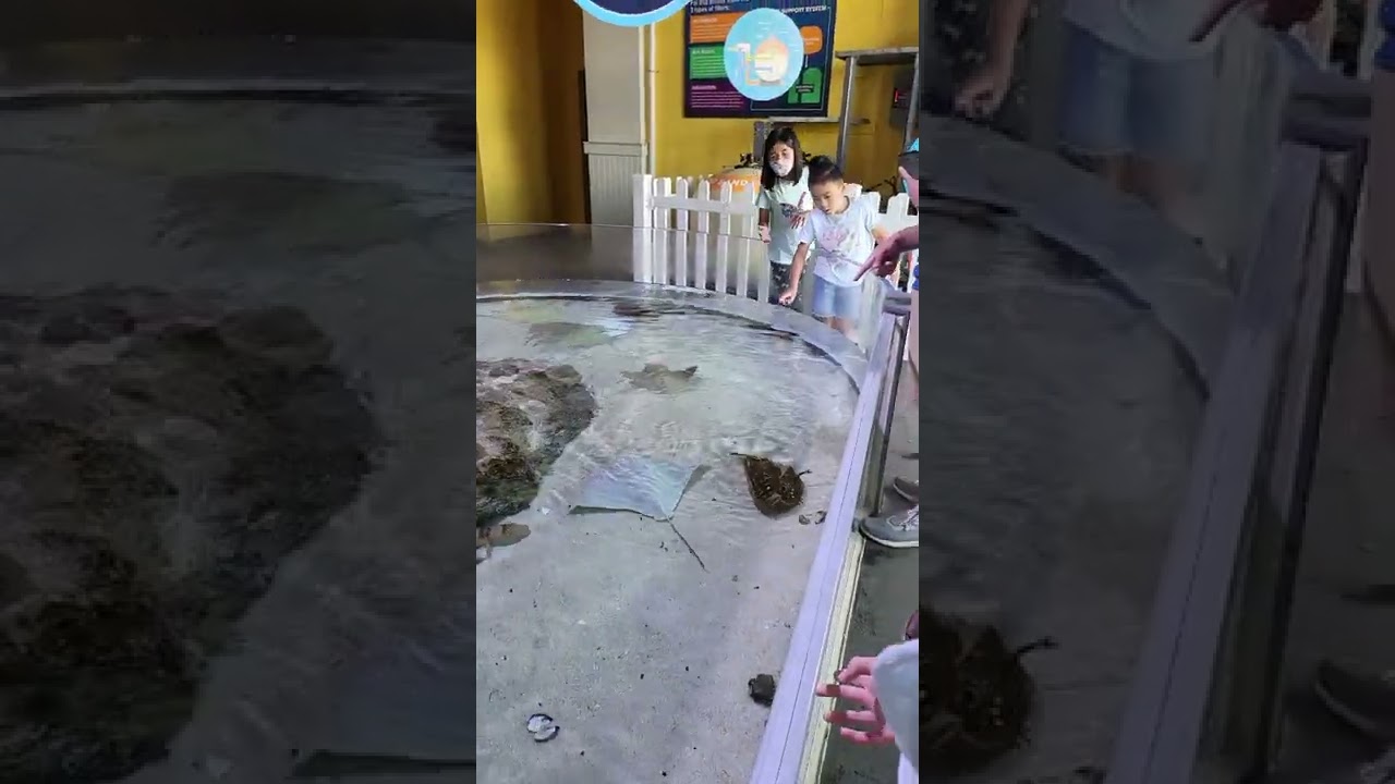 Stingray touch pool @OdySeaAquarium