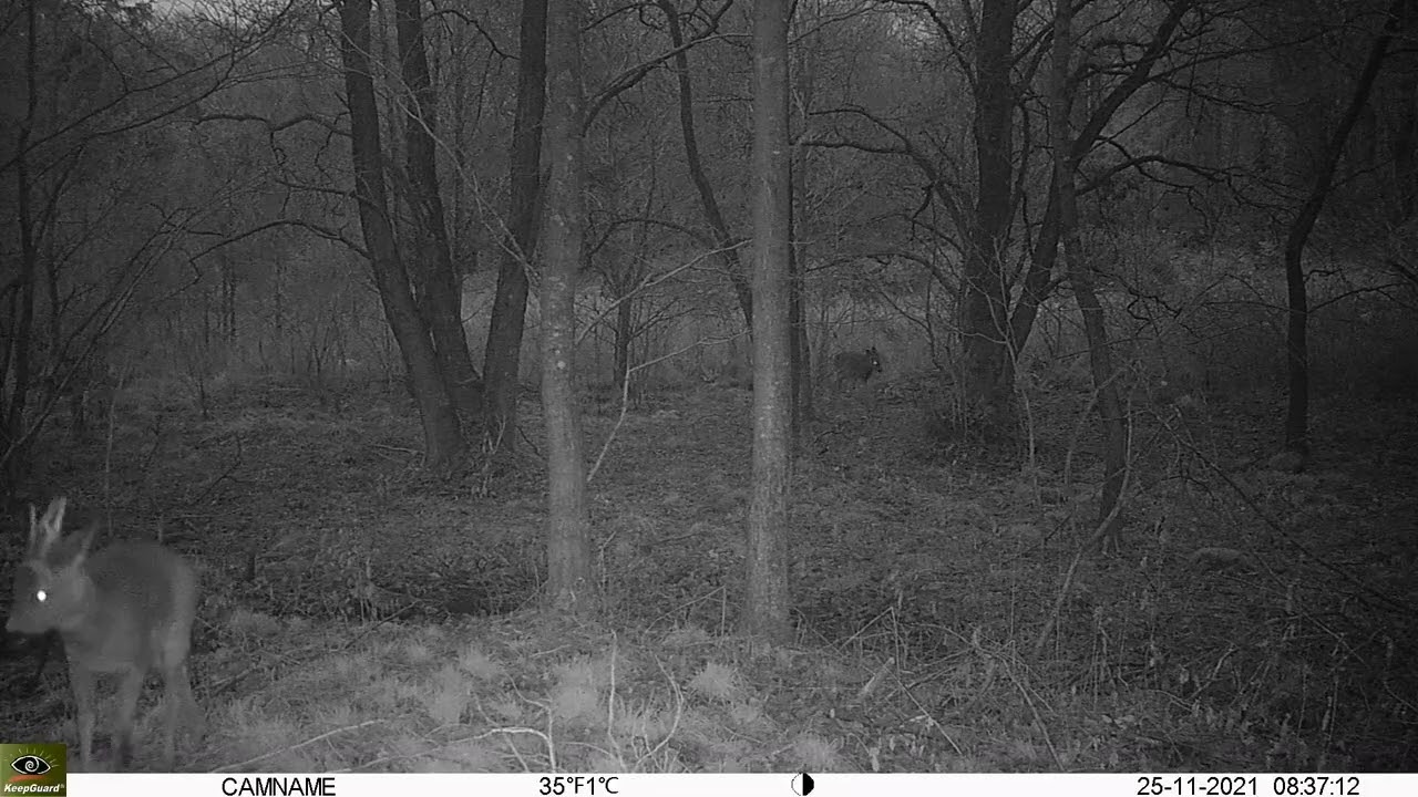 Keepguard KG895 30MP HD 4G LTE CLOUD. Roedeer filmed 2021-11-25