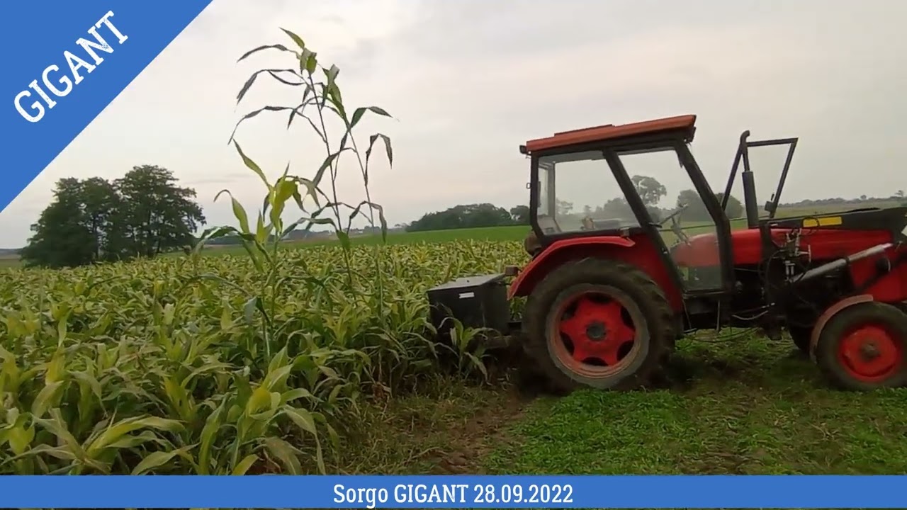 28.09.2022 Sorgo GIGANT - czy sorgo jest wytrzymałe na brak wody w okresie wegetacji ?