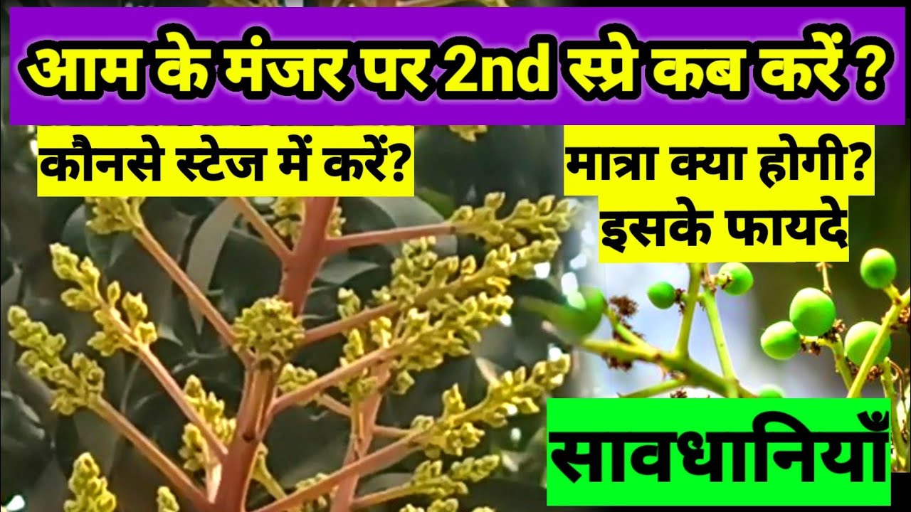 आम के मंजर पर 2nd स्प्रे कब और कैसे करें? | Mango Tree | Plant Care