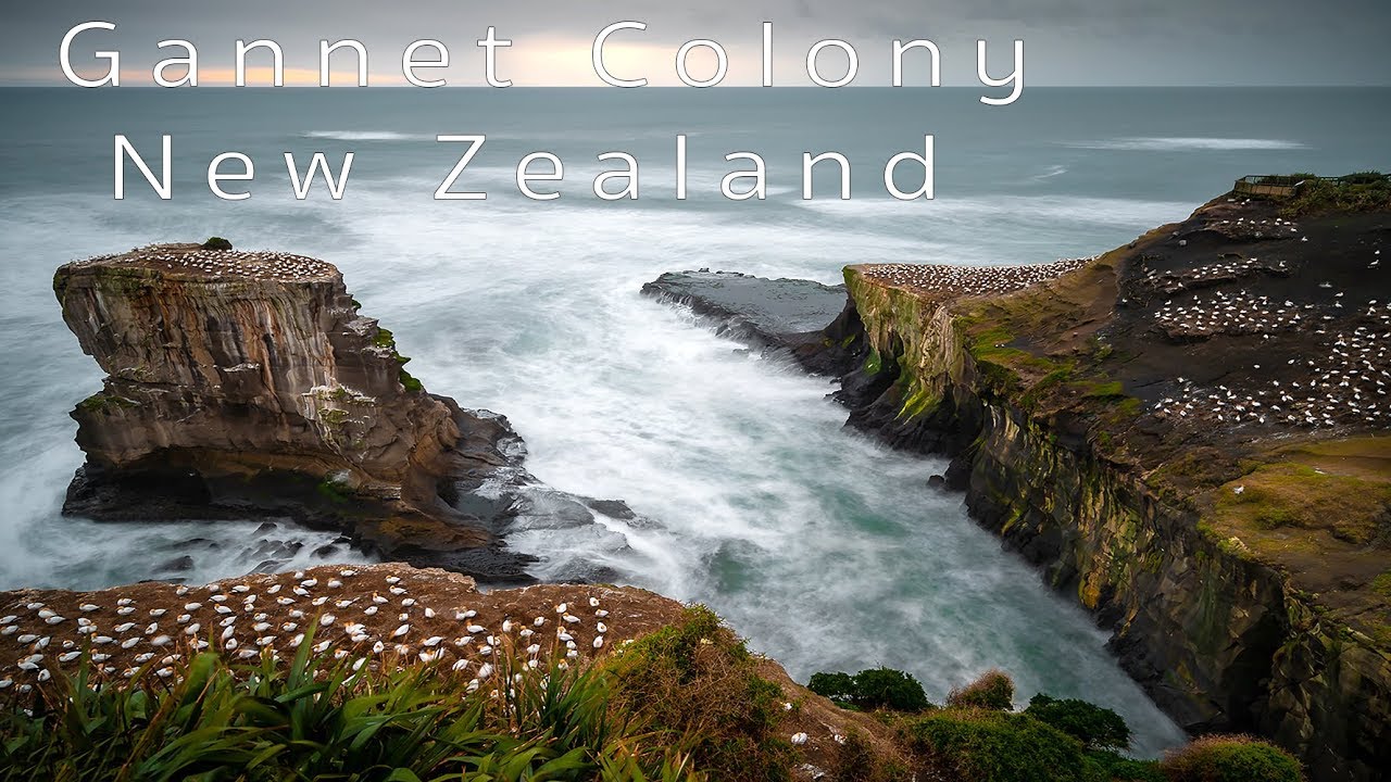 Bird & Landscape Photography With The Fast Sony a7III | New Zealand Gannet Colony Muriwai