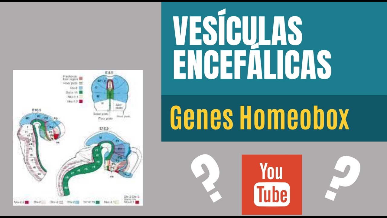 Vesículas encefálicas y genes homeobox (hox) - Psicobiología UNED Tema 9 Embriología