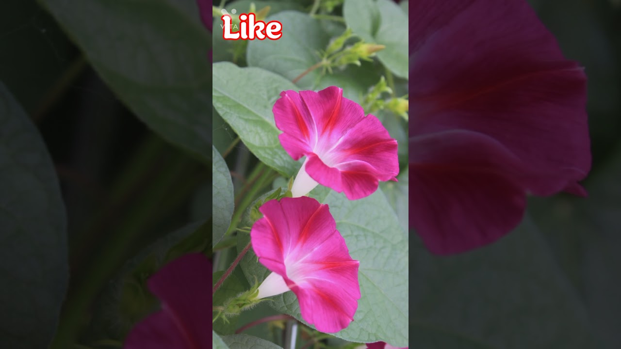 Japanese Morning glory