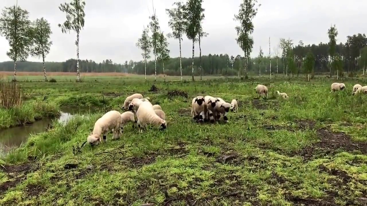 Valais blacknose Sweden, Walliser Schwarznasen Schweden, Walliska svartnosf&aring;r