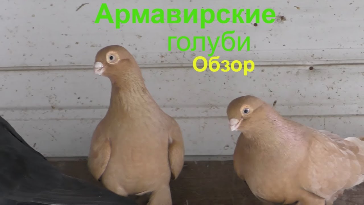 25.03.20. Армавирские Голуби обзор в гостях. Armavir Pigeons Away Review