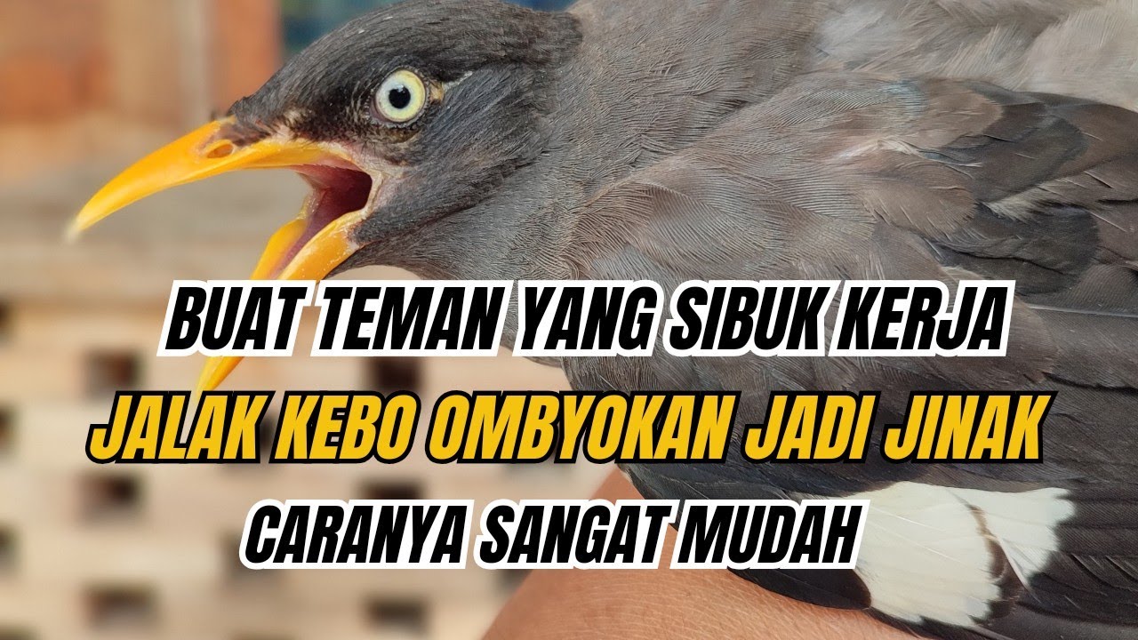 CARA MENJINAKKAN JALAK KEBO OMBYOKAN BAGI ORANG YANG SIBUK KERJA