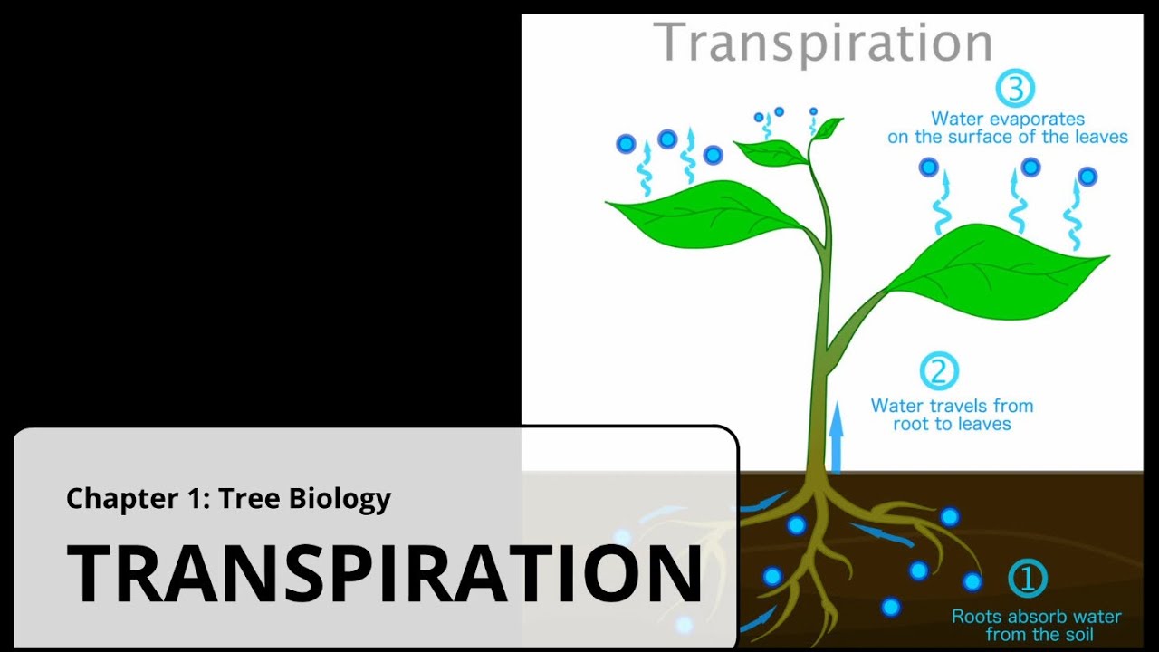 Transpiration | Tree Biology + Water Management