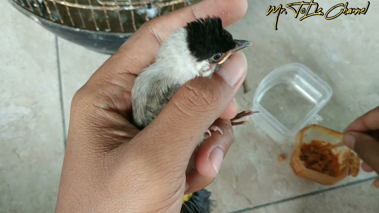 BEGINI CARA MELOLOH ANAKAN KUTILANG YG BARU DAPAT