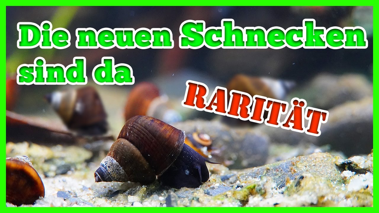 Schnecken Unboxing und die ersten Sulawesi Raritäten