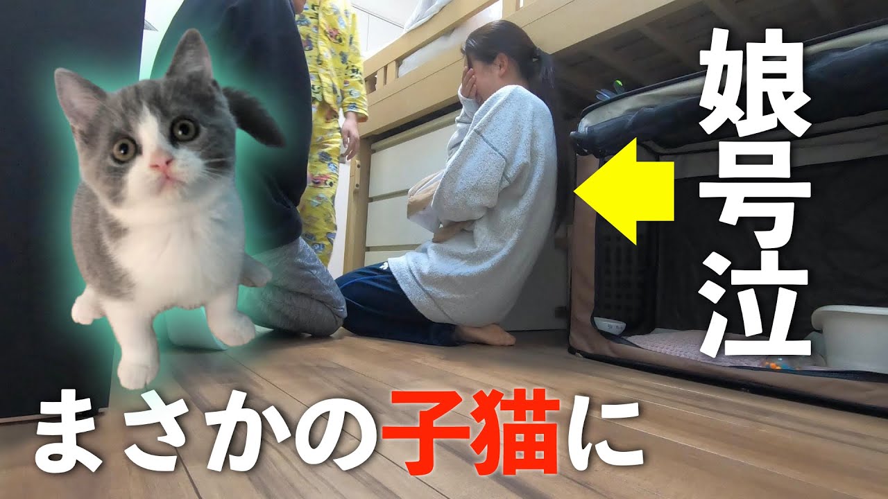 [400万回再生]娘に内緒で子猫を飼ってたら号泣した