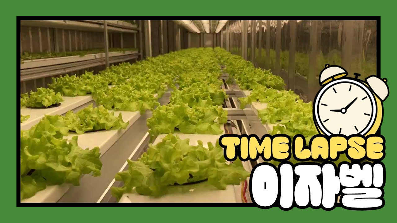 히포팜텍 LED 식물 생장 조명으로 키운 이자벨 타임랩스⏰ 실내재배 식물공장 보광용 LED 식물등