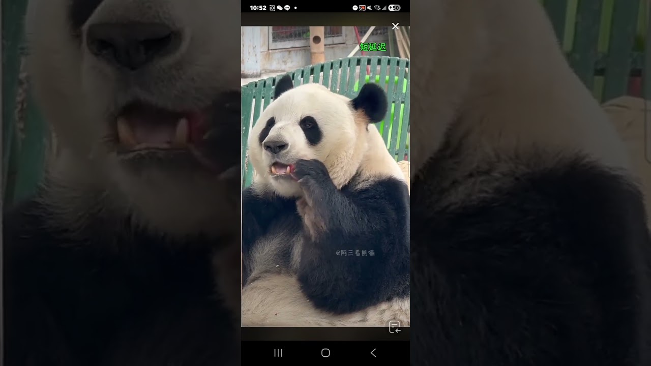 阿三看熊貓錄頻分享🐼  3月17號 小萌蘭吃播時間 10點半加餐