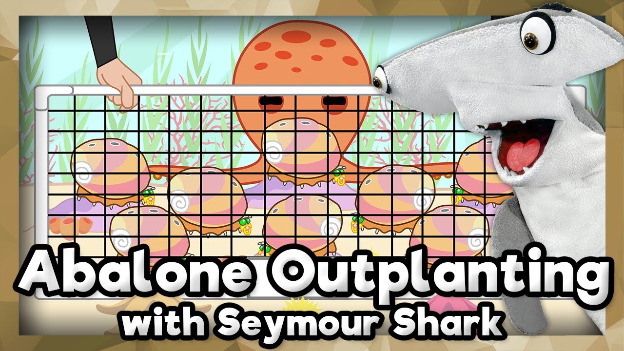 Abalone Outplanting  | Part Five | Aquarium of the Pacific