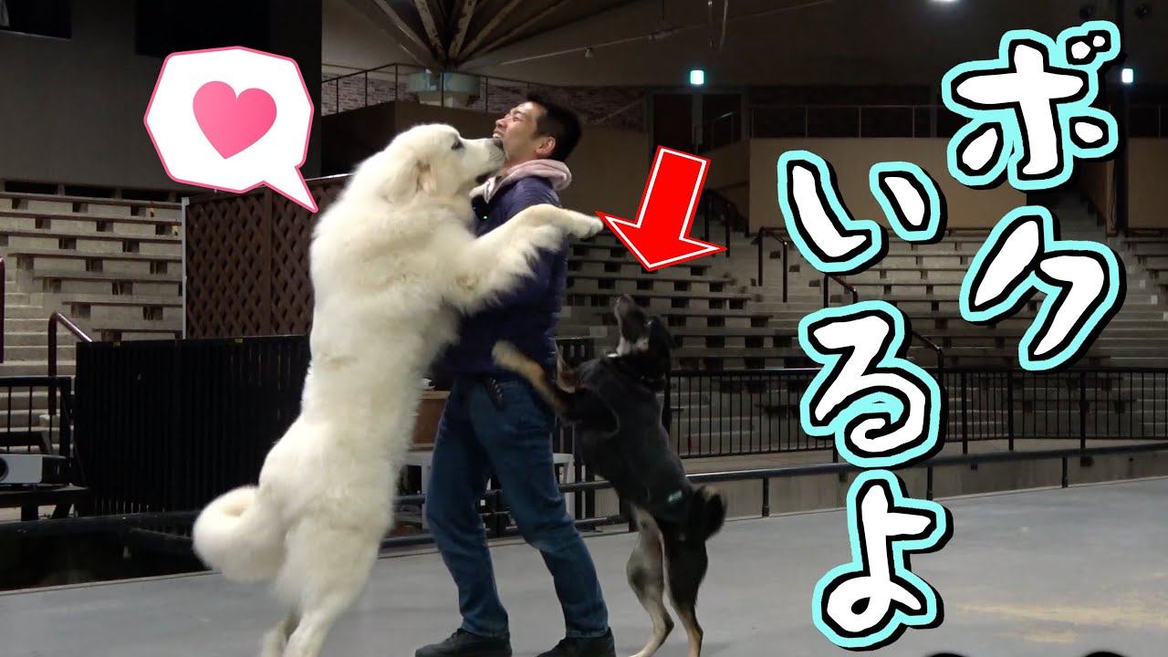 飼い主が血統書付きのワンちゃんしか可愛がらないドッキリで最悪の事態に…