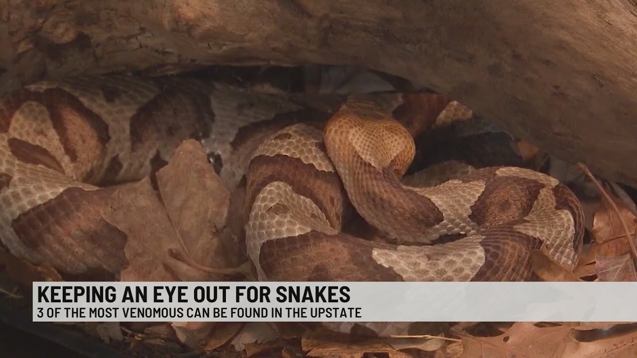 Venomous snakes in the Upstate: what to do if bitten