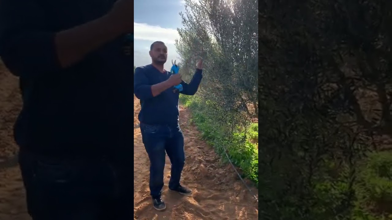 الممارسات الفنية السليمة أثناء تقليم الإثمار لأشجار الزيتون صنف الكرونايكي