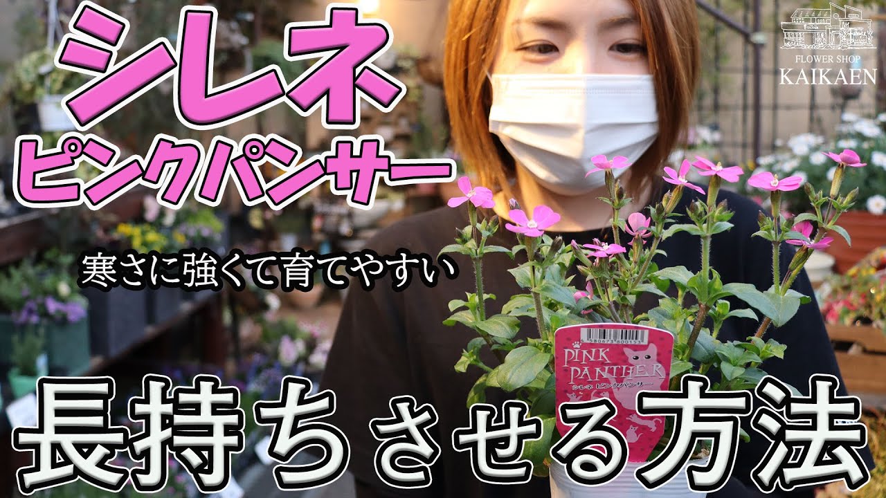 シレネ ピンクパンサーの育て方・お手入れ方法・長持ちさせるコツ【おうちガーデニング】開花園チャンネル
