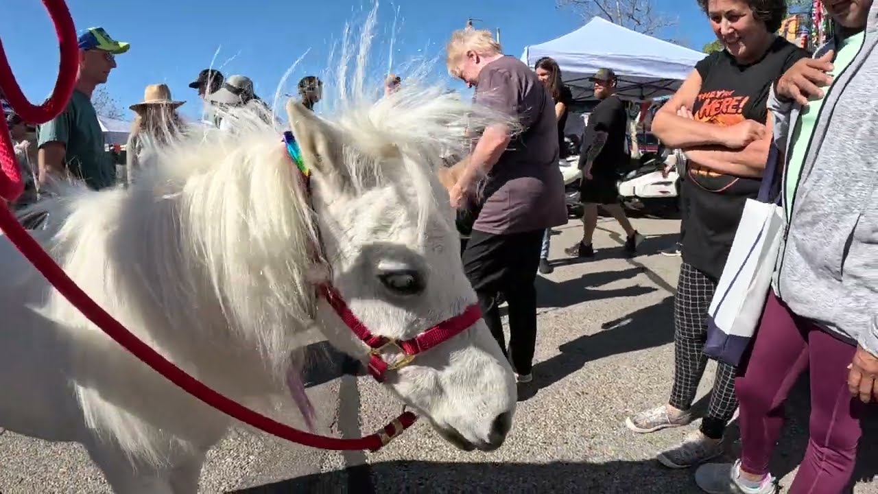 Lt. Rowdy Mini Horse Attending Simi Valley Street Fair 2022  (1 of 9)