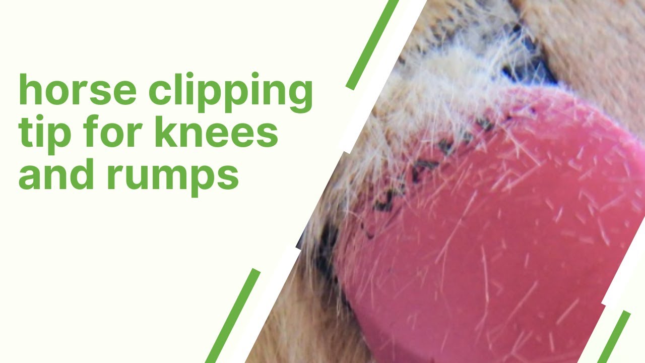 Horse clipping tips - knees, rumps, and other dense areas
