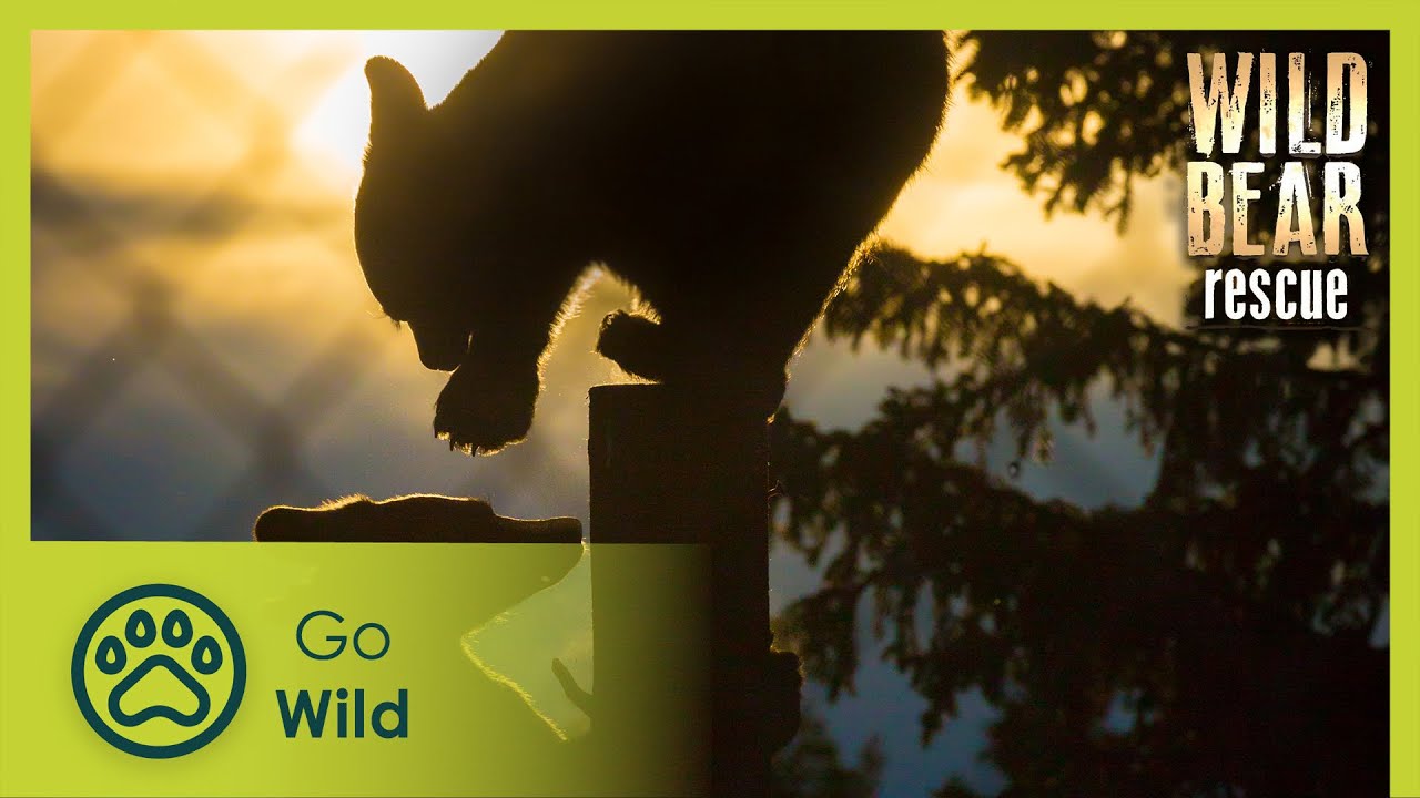 Intruder Bear | Wild Bear Rescue S02E01 | Go Wild