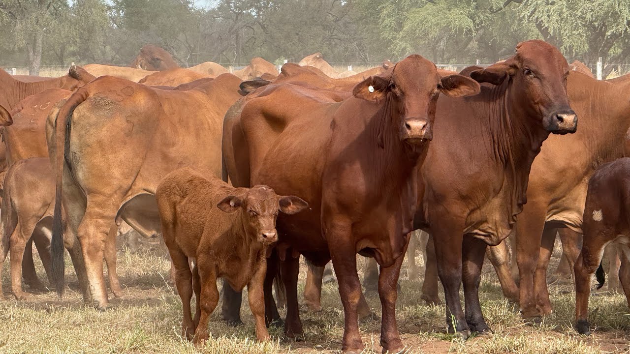 AuctionsPlus 9/5/25 Acc/ WHCarter & Co 90x90 cows & calves