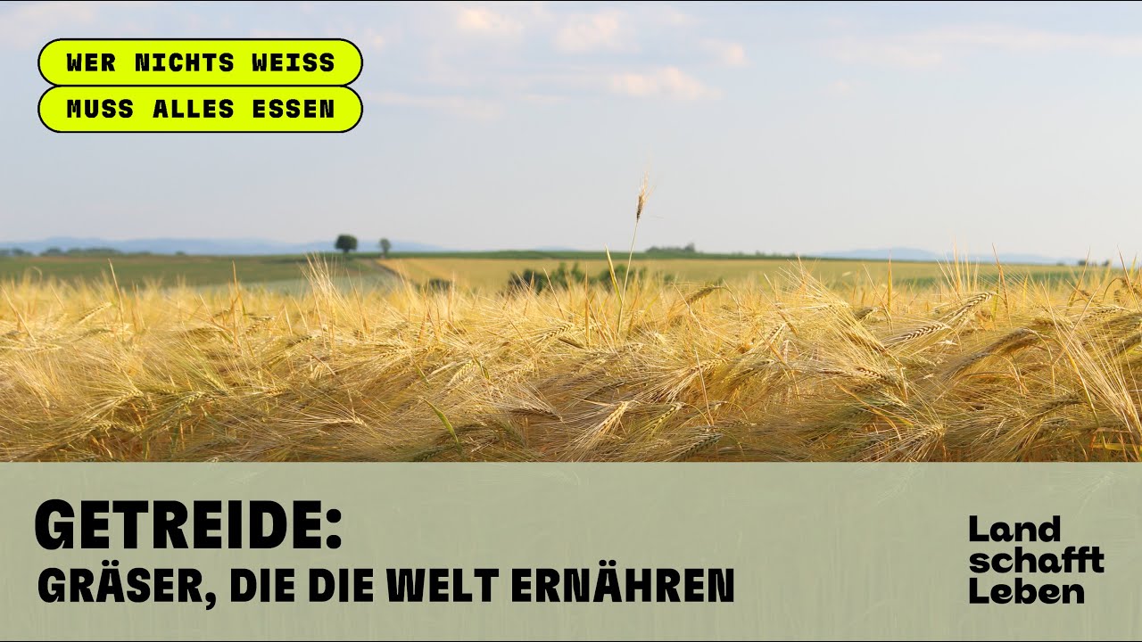 Getreide: Gräser, die die Welt ernähren