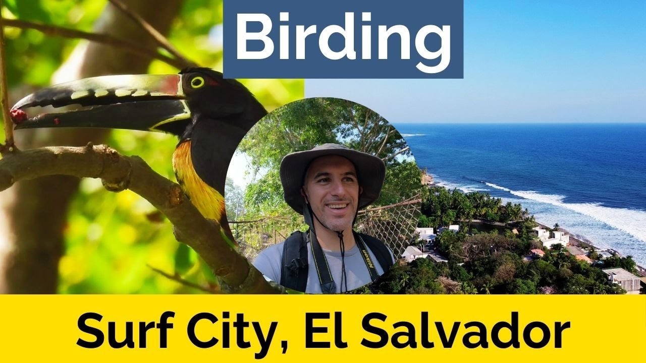 Birding Surf City, El Salvador. Parakeets, Aracari and More! #birdingadventures #birds #birding