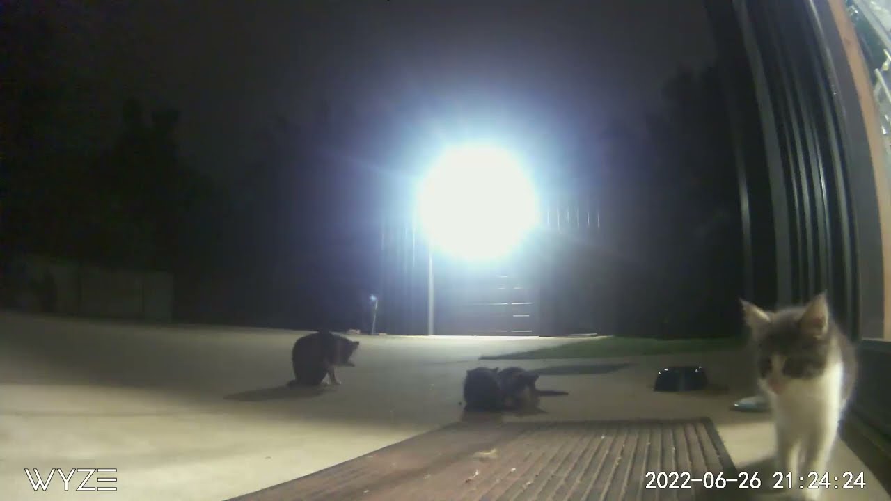 Kitty White Leg and Kittens June 2022 Sylvester Jr.