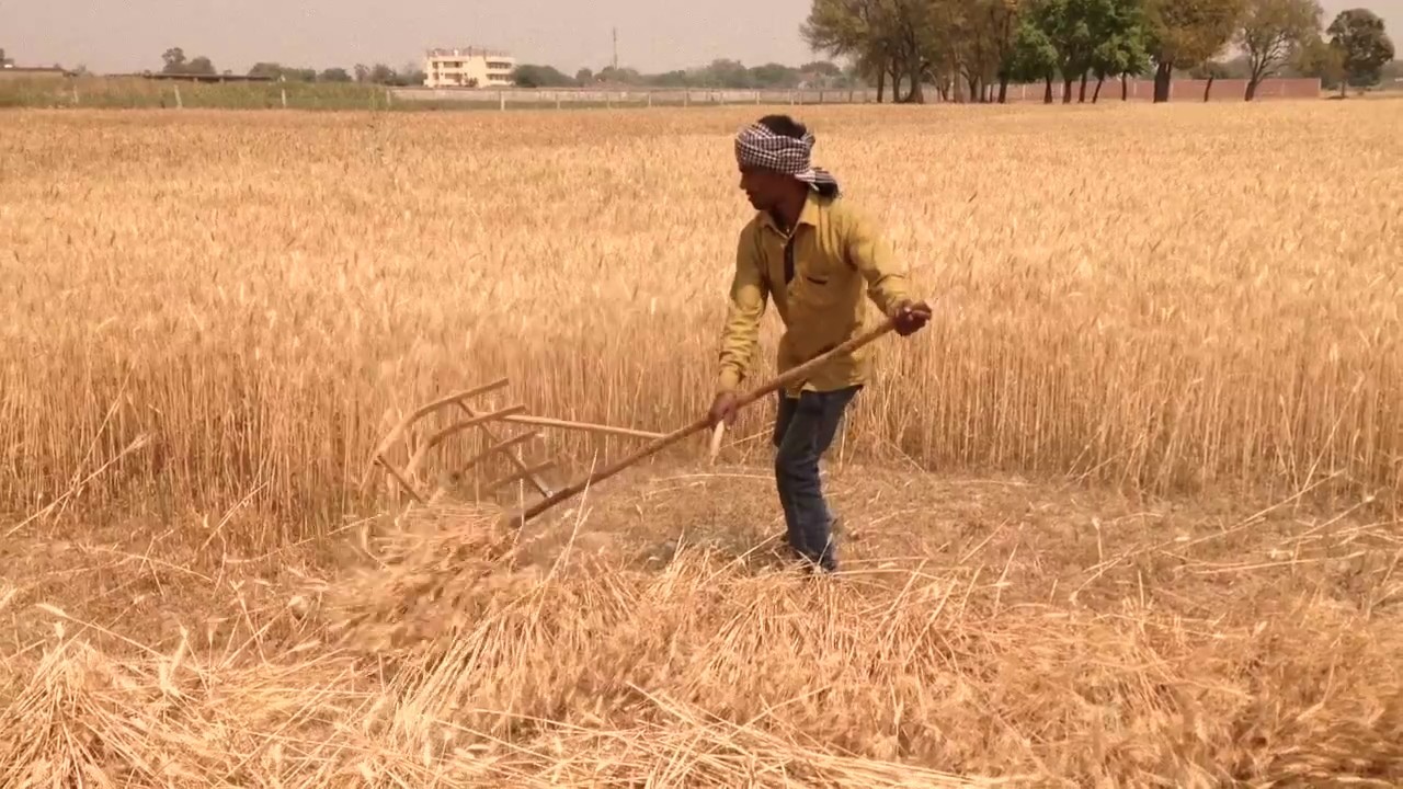 Harvesting Wheat with a scythe | गेहूँ कटाई का अनोखा नया यंत्र - साइथ !