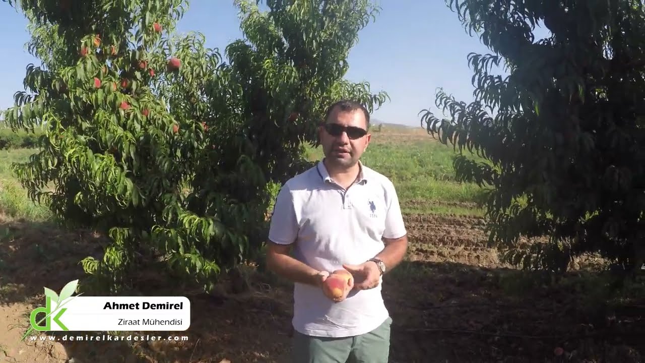 Provedo Extreme July Şeftali Fidanı