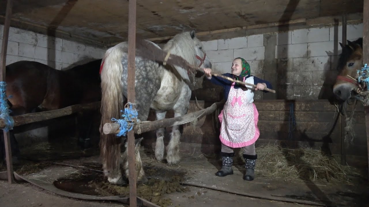Armasarii lui Pasaroiu de la Rasca, Satu Mare - 2025 Nou!!!