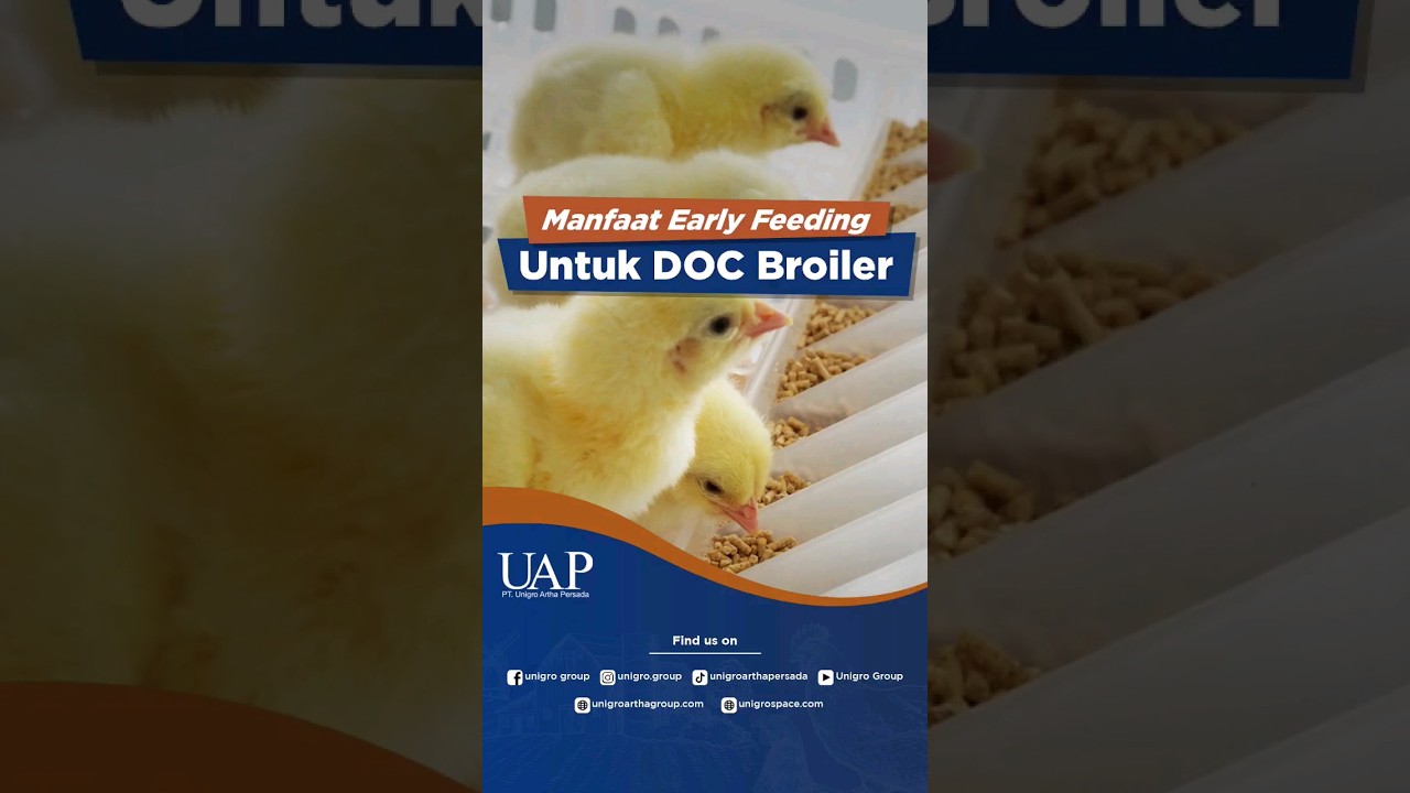 HATCHCARE INKUBATOR CANGGIH UNTUK DOC EARLY GROWTH