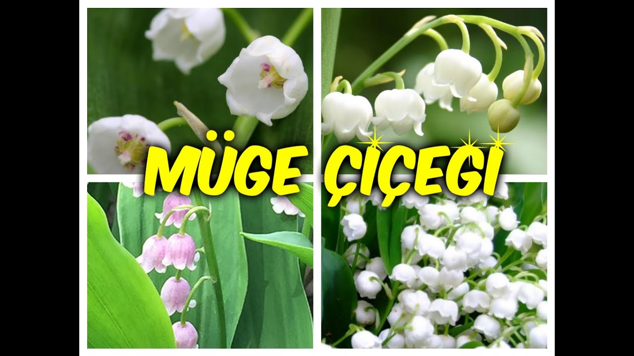 MÜGE (İNCİ) ÇİÇEĞİ BAKIMI (Sulama+Toprak+Budama+Çoğaltma+Hastalıkları)