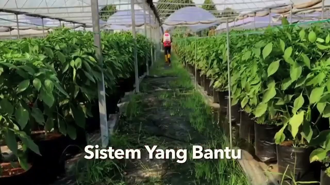 Usahawan Cili Fertigasi Sistem IOT