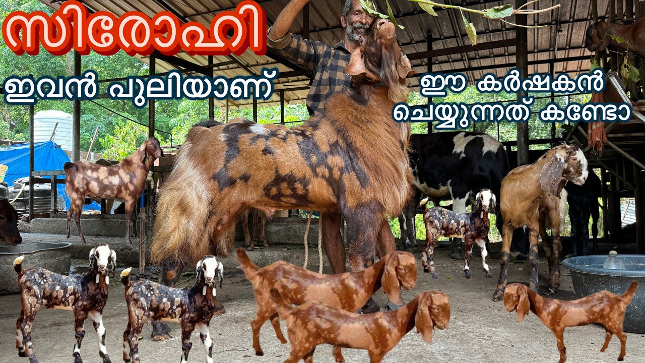 ഇത്രെയും ഉയരമുണ്ടായത് എങ്ങനെ goat farming malayalam