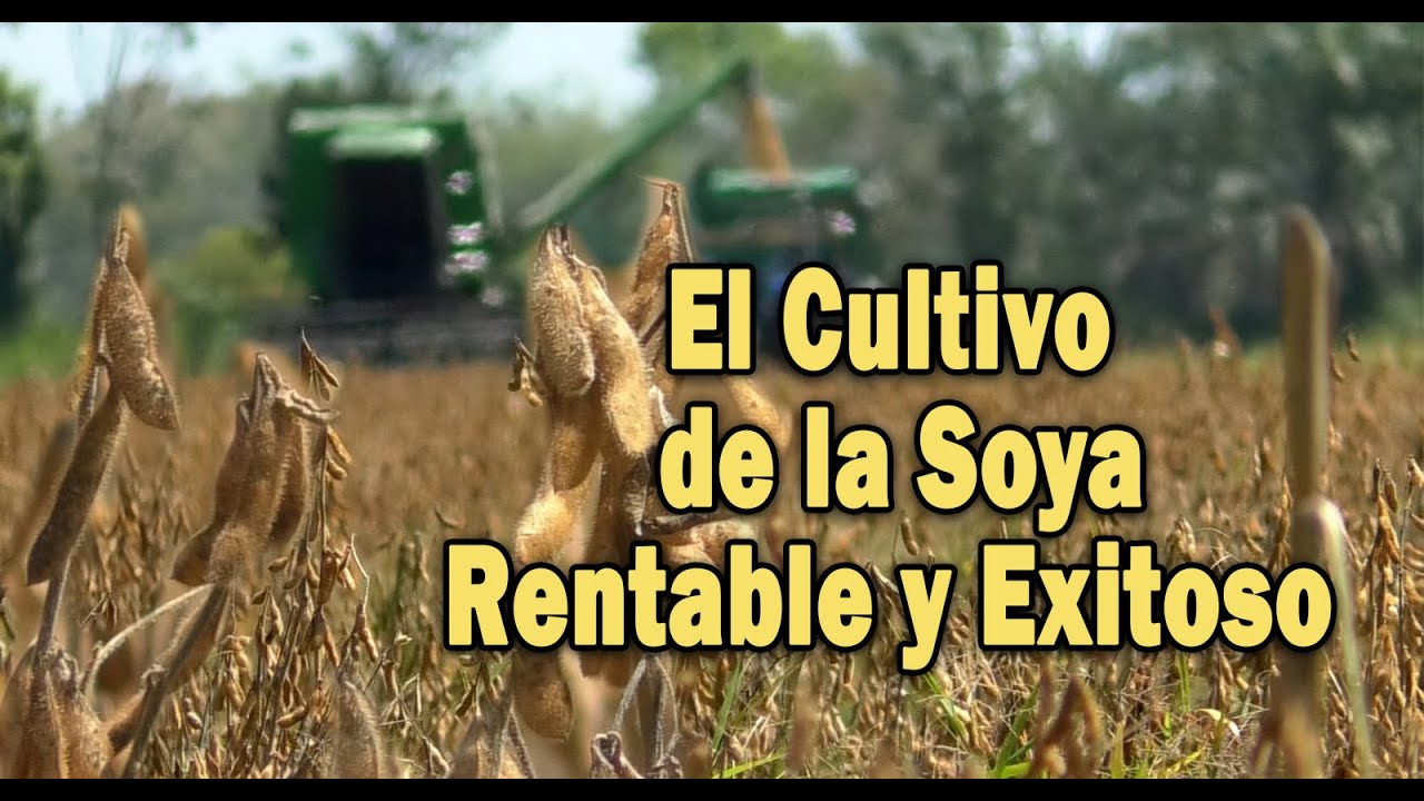EL CULTIVO DE LA SOYA RENTABLE Y EXITOSO